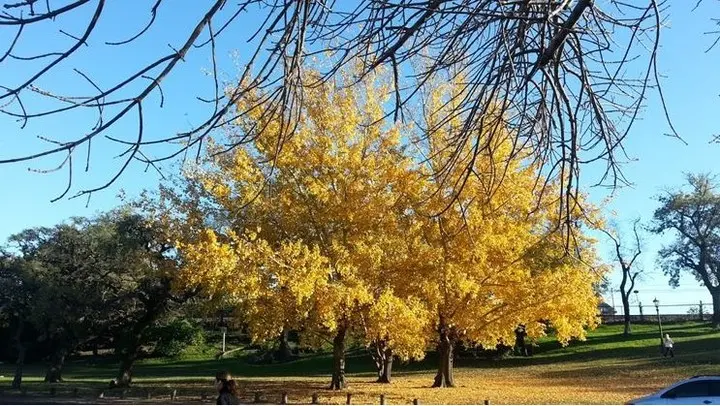 arbol de ginkgo biloba argentina - Qué es y para qué sirve el Ginkgo biloba
