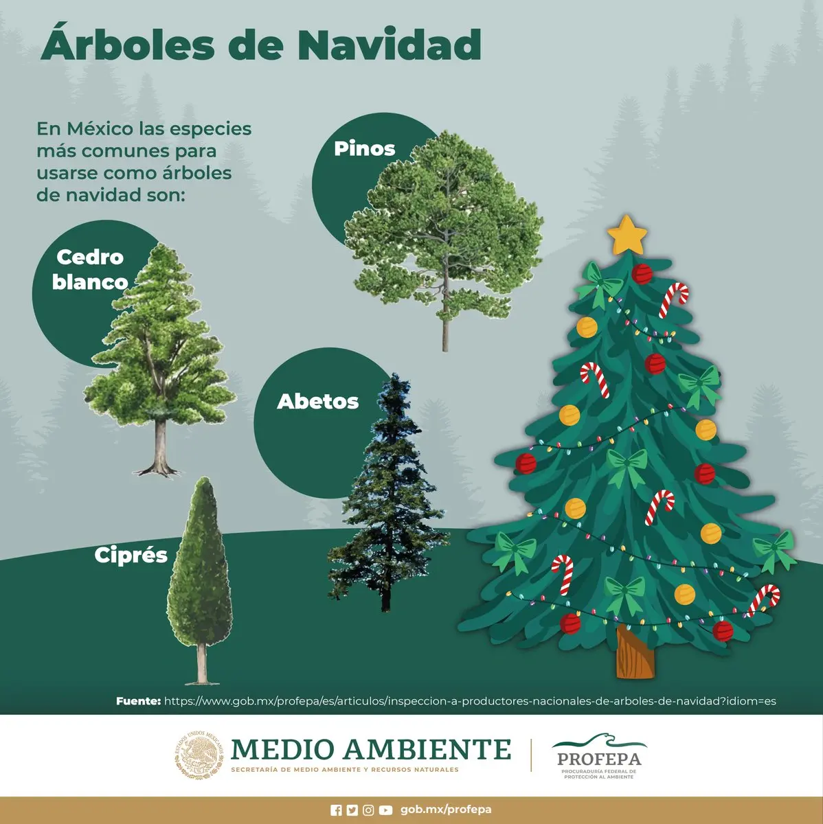 arbol de navidad especie - Qué especie es un árbol de Navidad típico
