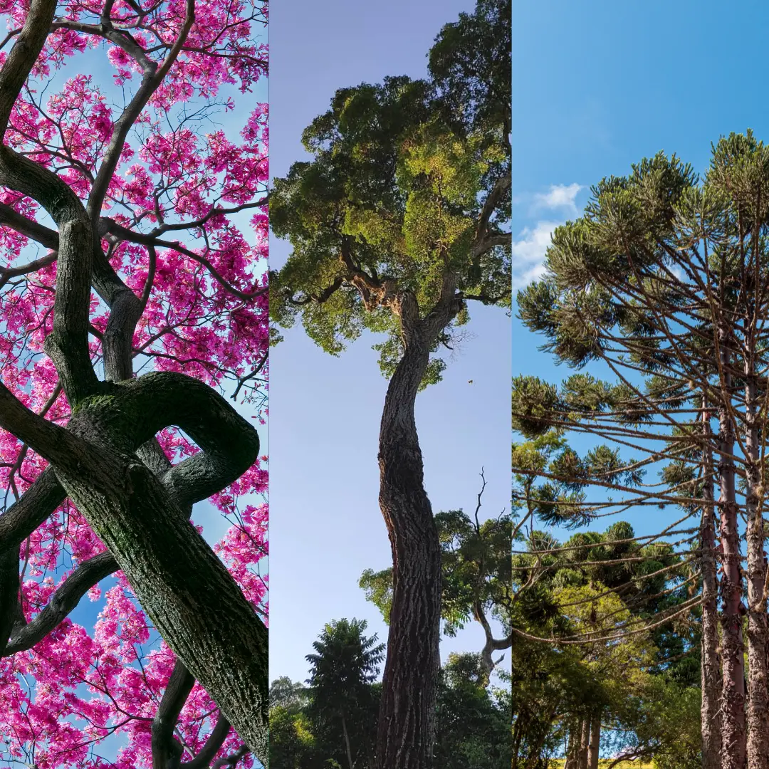 Ley de Bosques Nativos: Implementación y Desafíos en Argentina - Qué establece la ley del bosque ley arbolado misiones - Qué establece la ley del bosque