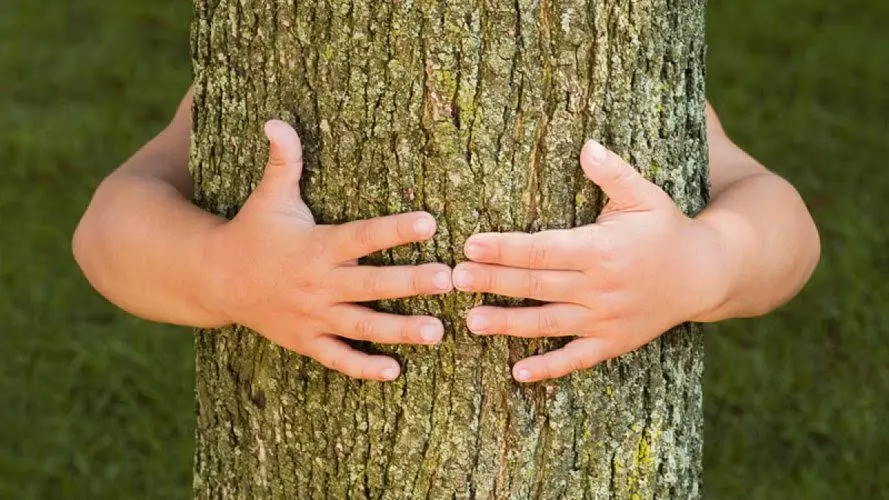 Ley de Bosques Nativos: Implementación y Desafíos en Argentina - Qué establece la ley forestal en Uruguay ley arbolado misiones - Qué establece la ley forestal en Uruguay