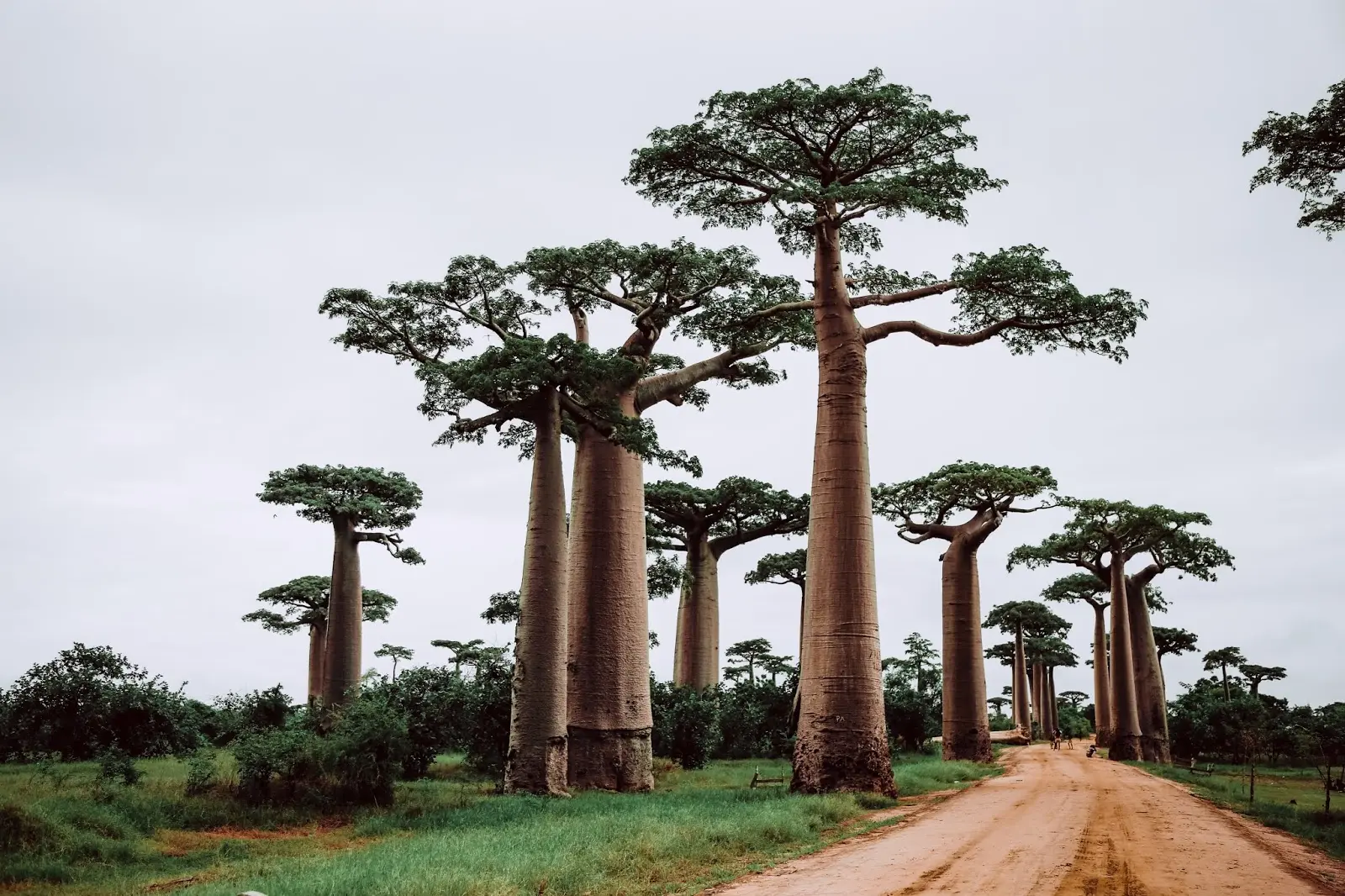 El Baobab: Leyenda Africana y Símbolo de Humildad - Qué explica la leyenda del baobab arbol de ba - Qué explica la leyenda del baobab