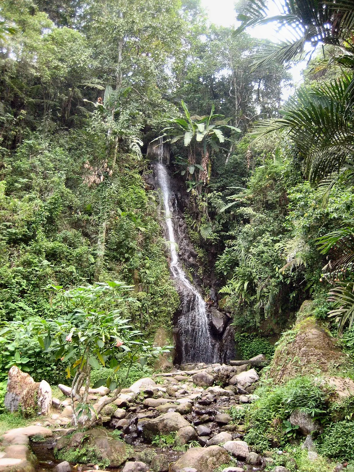 Los Árboles de Indonesia: Una Biodiversidad Inspiradora - Qué flora hay en Indonesia arboles de indonesia - Qué flora hay en Indonesia