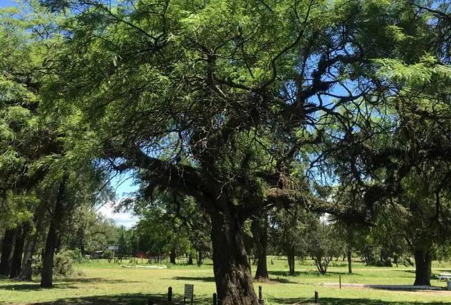 Los árboles emblemáticos de Tucumán: Un recorrido por la flora autóctona - Qué flores y árboles son autóctonos de Tucumán arbol en tucuman - Qué flores y árboles son autóctonos de Tucumán
