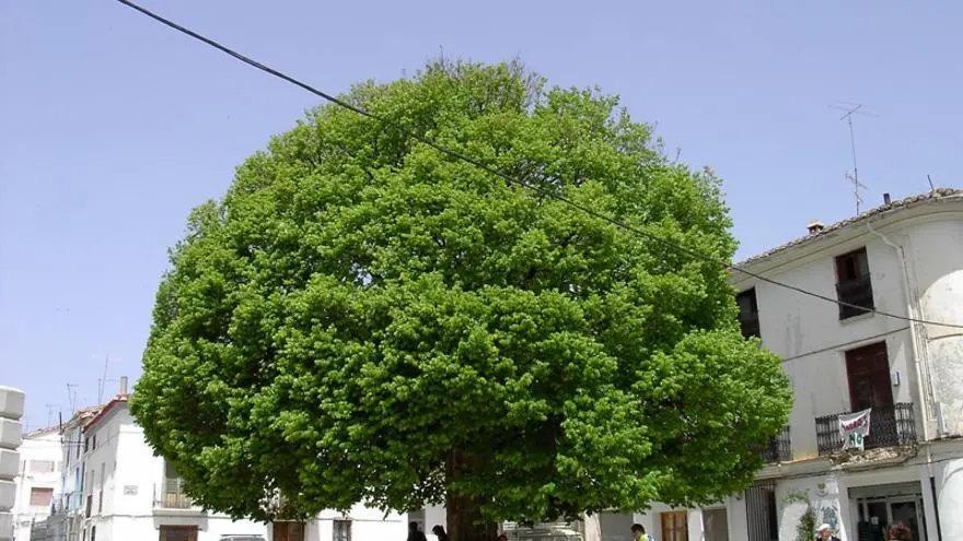 El Olmo: Un Árbol Emblemático con Historia - Qué fruto da el fruto del olmo cuál es el árbol de olmo - Qué fruto da el fruto del olmo