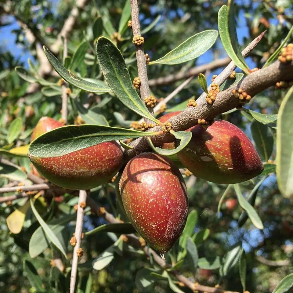 arbol de argan - Qué frutos da el argán
