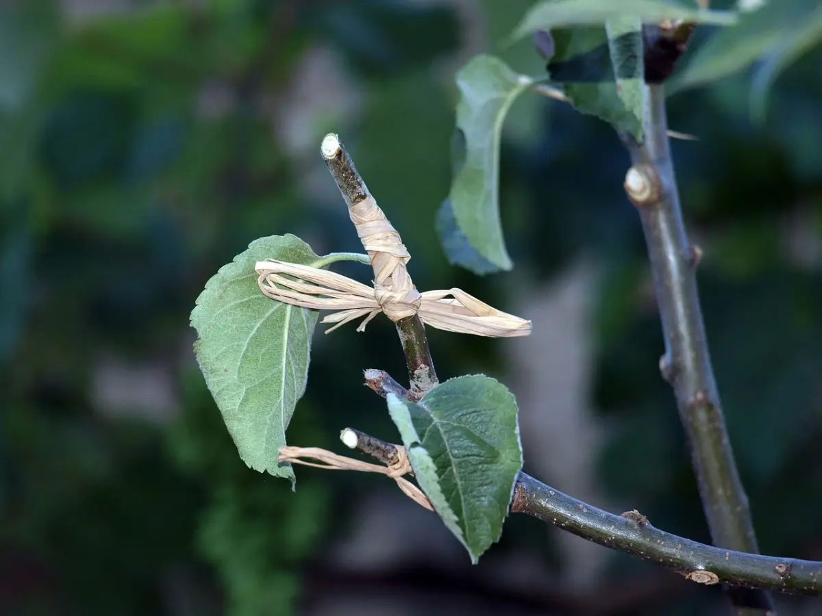 Injertos en Árboles Frutales: Una Técnica Esencial para la Reproducción y Mejora - Qué frutos se reproducen por injertos para que sirven los injertos en arboles frutales - Qué frutos se reproducen por injertos