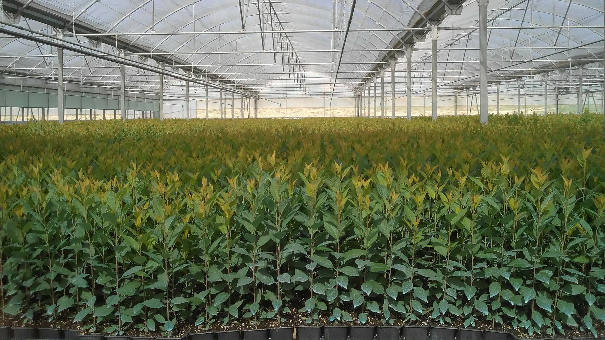 Cómo Hacer un Vivero de Árboles Frutales: Guía Completa para el Éxito - Qué ganancias deja un vivero como hacer un vivero de arboles frutales - Qué ganancias deja un vivero