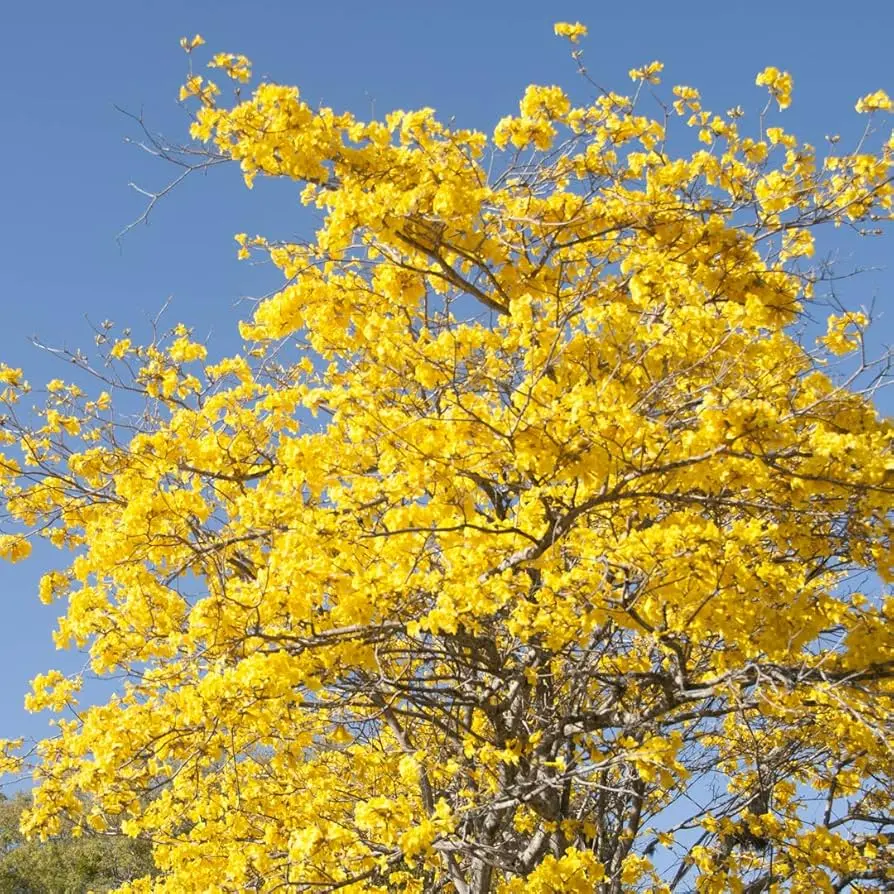 El Árbol de Trompeta: Toxicidad y Efectos en la Fertilidad Masculina - Qué hace la Brugmansia arbol de trompeta - Qué hace la Brugmansia