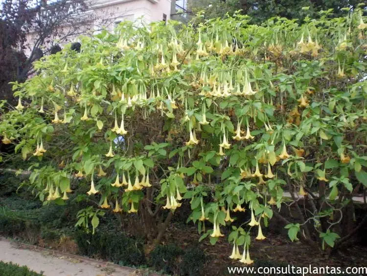 Datura Arbol: Una planta tóxica con usos medicinales - Qué hace la datura datura arbol - Qué hace la datura