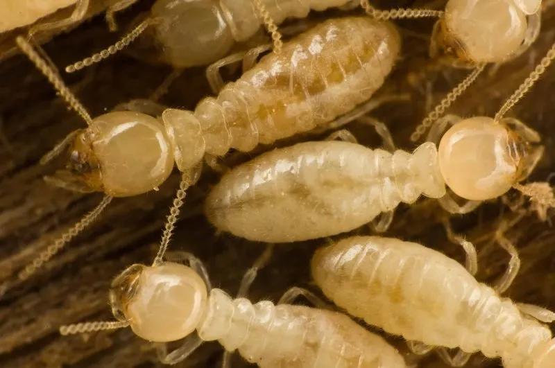 Cómo eliminar las termitas de los árboles: Guía completa para la protección de tus plantas - Qué hacen las termitas en los árboles veneno para termitas en arboles - Qué hacen las termitas en los árboles