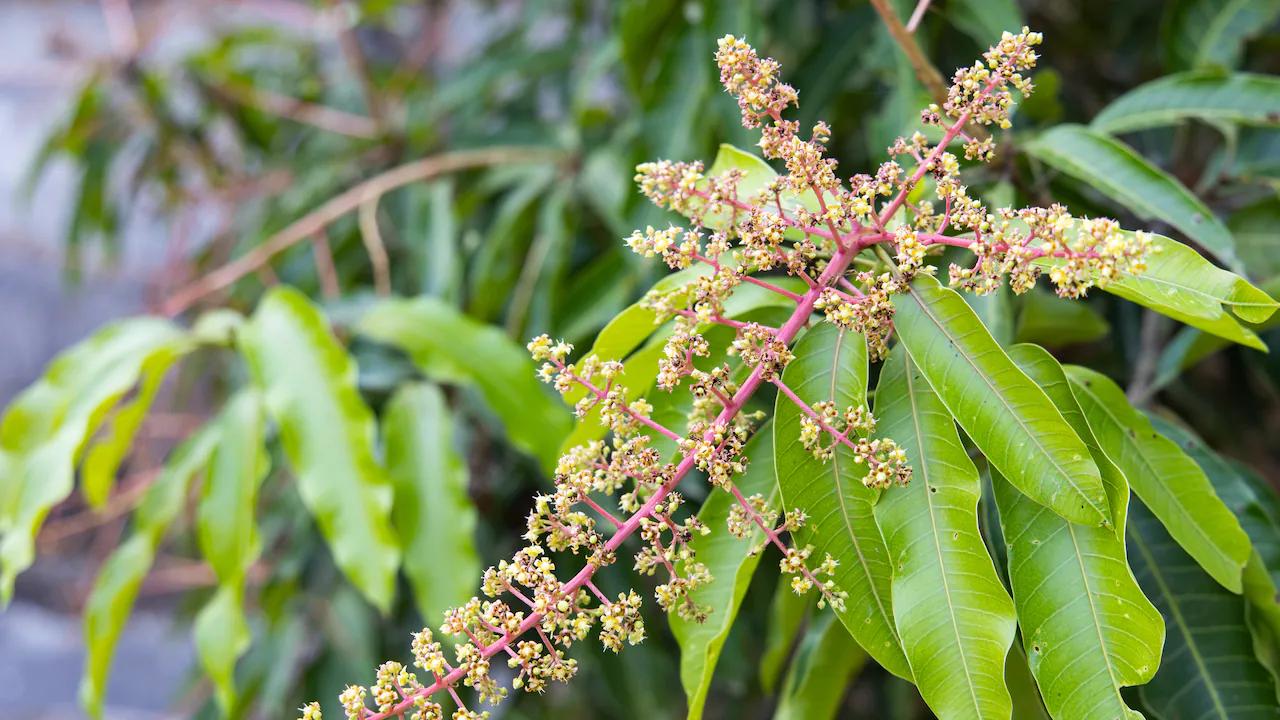 Cómo podar un árbol de mango: Guía completa para un árbol sano y productivo - Qué hacer para que un árbol de mango de fruto como podar un arbol de mango - Qué hacer para que un árbol de mango de fruto