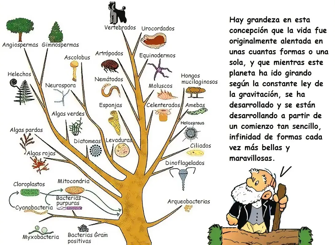 el arbol de la vida darwin resumen - Qué hizo Darwin para explicar el origen de la vida