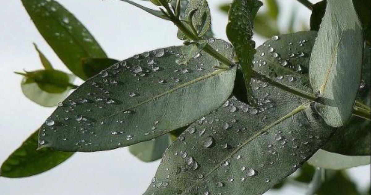 Cómo sembrar un árbol de eucalipto: Guía completa para principiantes - Qué necesita para crecer el eucalipto arbol de eucalipto como sembrar - Qué necesita para crecer el eucalipto