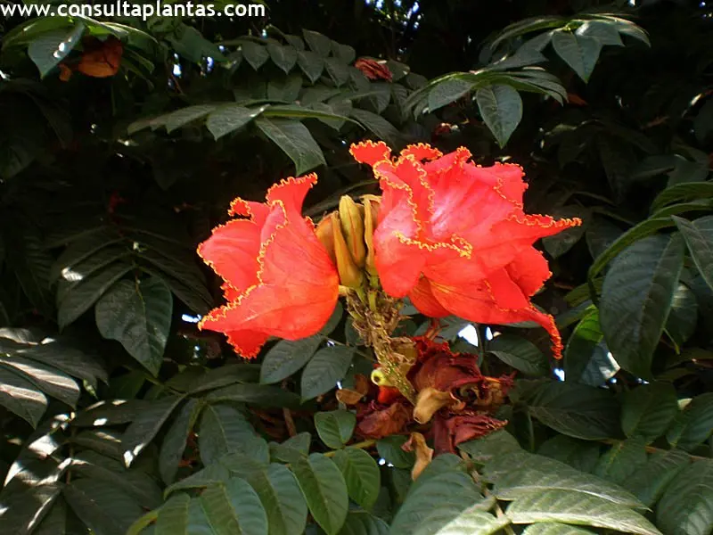 arbol de gabon - Qué otro nombre tiene el tulipán africano