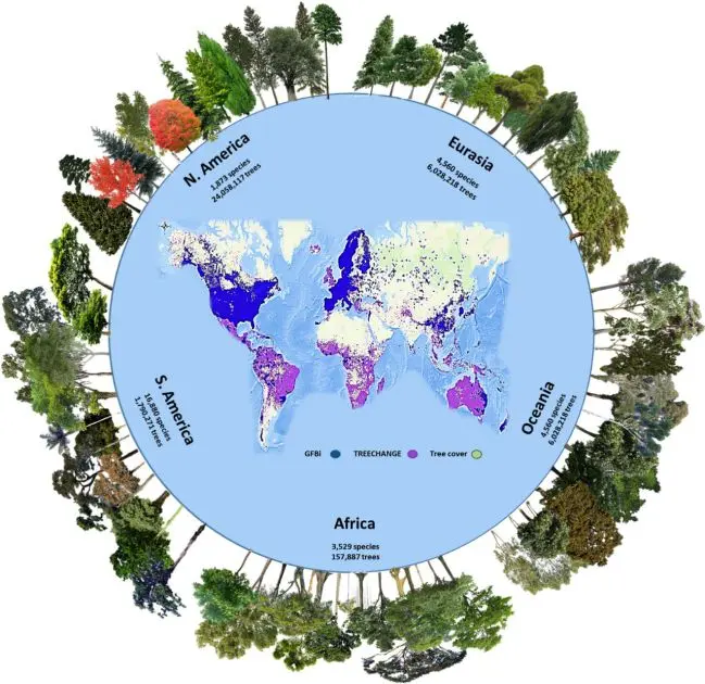 La cantidad de árboles en el mundo: Un panorama sorprendente - Qué país tiene más árboles del mundo cantidad de arboles en el mundo - Qué país tiene más árboles del mundo