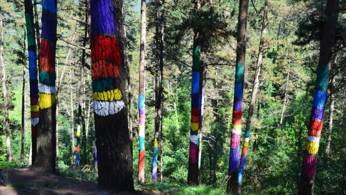 bosque pais vasco arboles pintados - Qué pasó con el bosque de Oma