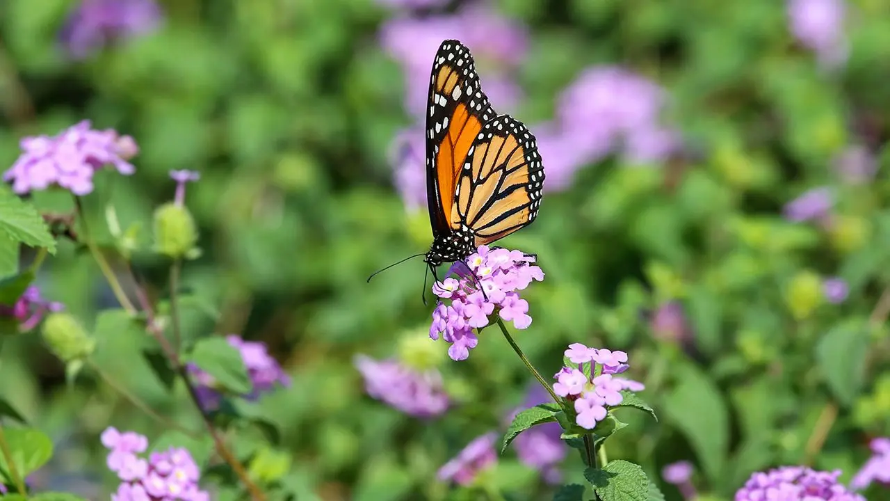 arbol que atrae mariposas - Qué planta atrae a la mariposa bandera argentina