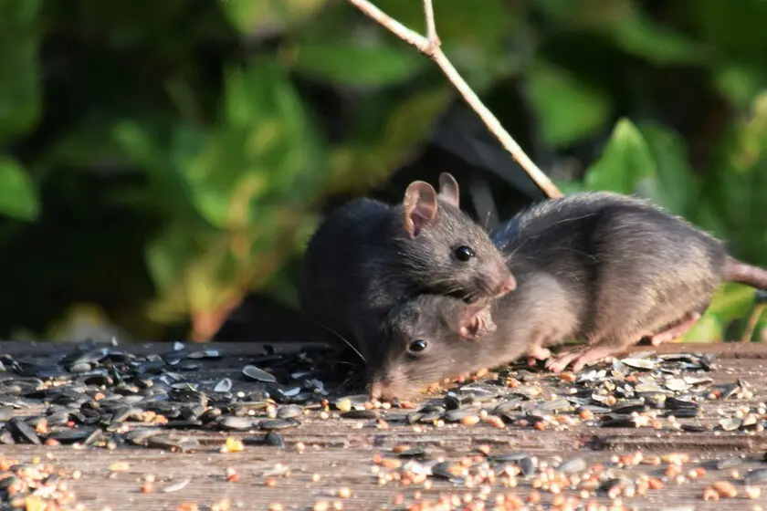 Cómo ahuyentar las ratas de los árboles: Guía completa para un hogar libre de roedores - Qué planta atrae ratas ratas en los arboles - Qué planta atrae ratas