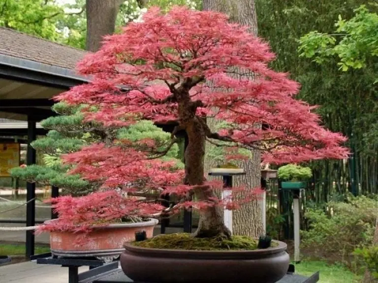 arboles para bonsai argentina - Qué planta se puede usar para bonsái