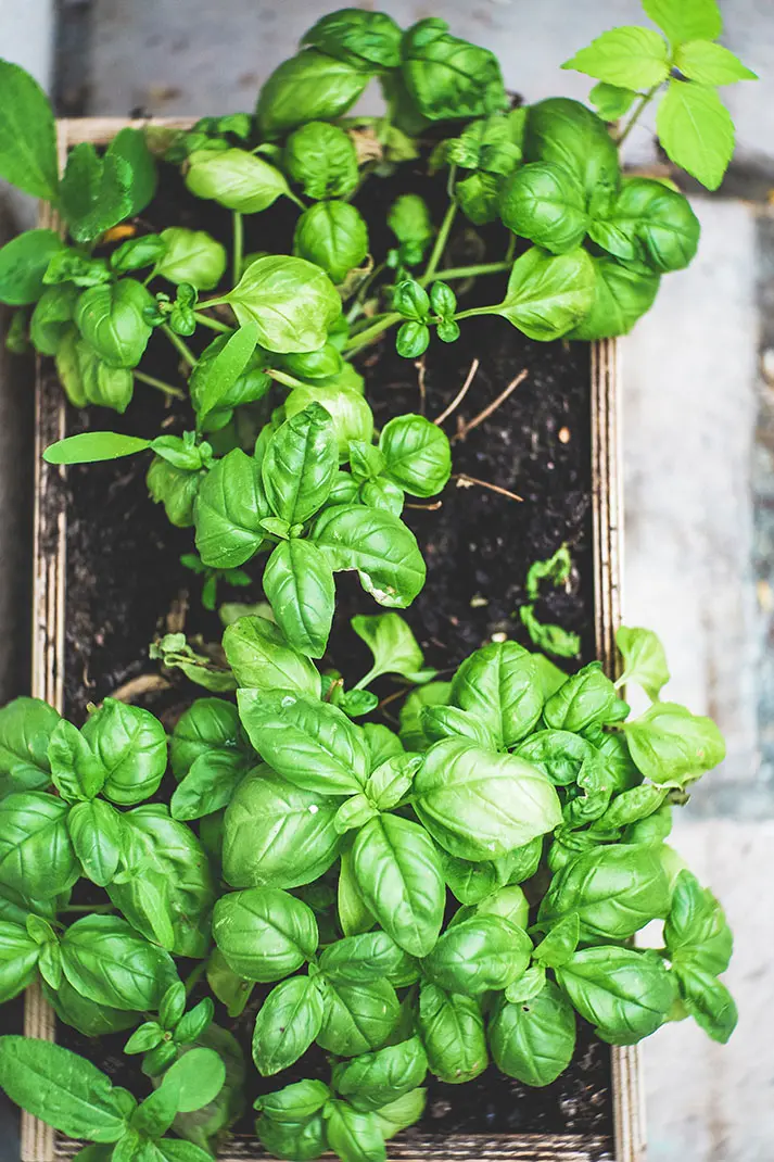 Guía Completa para Plantar Hierbas Aromáticas en tu Jardín Arbolado - Qué plantas aromáticas son de sombra hierbad aromaticas en jardin arbolado - Qué plantas aromáticas son de sombra