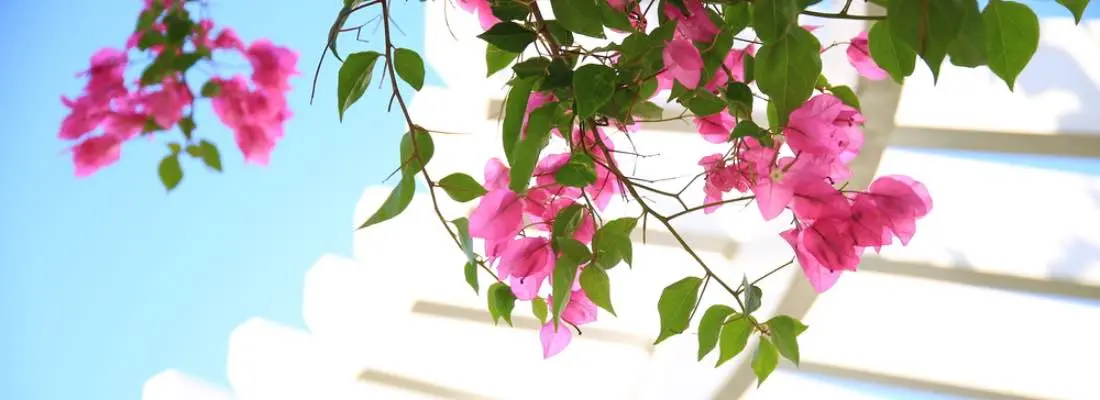 Árboles mediterráneos: Una guía completa para su jardín - Qué plantas se dan en la zona mediterránea arboles mediterraneos - Qué plantas se dan en la zona mediterránea