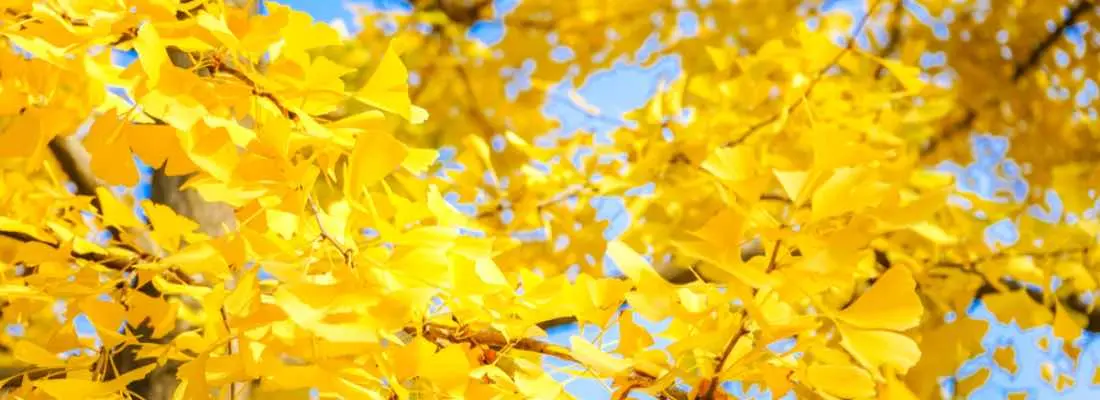 Los árboles de la prehistoria: Viaje al pasado vegetal - Qué plantas se usaban en la prehistoria arboles de la prehistoria - Qué plantas se usaban en la prehistoria
