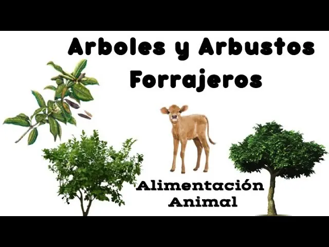 Árboles Forrajeros: Una alternativa sostenible para la alimentación animal - Qué plantas son forrajeras arboles forrajeros - Qué plantas son forrajeras