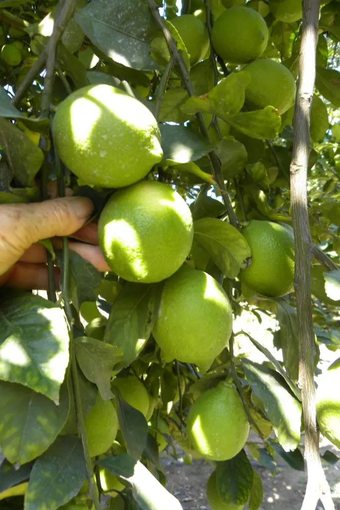arboles ornamentales clima frio - Qué plantas son más resistentes al frío