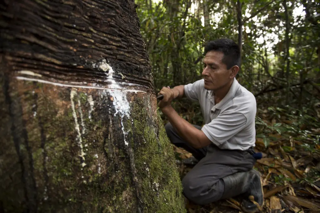 Siringa: Un árbol de múltiples usos y su importancia en Bolivia - Qué productos derivados se obtienen del árbol de la siringa siringa arbol - Qué productos derivados se obtienen del árbol de la siringa