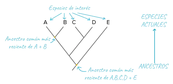 Los Mejores Programas Para Crear Árboles Filogenéticos: Una Guía Completa - Qué programas se pueden emplear para generar un árbol filogenético programas para hacer arboles filogeneticos - Qué programas se pueden emplear para generar un árbol filogenético