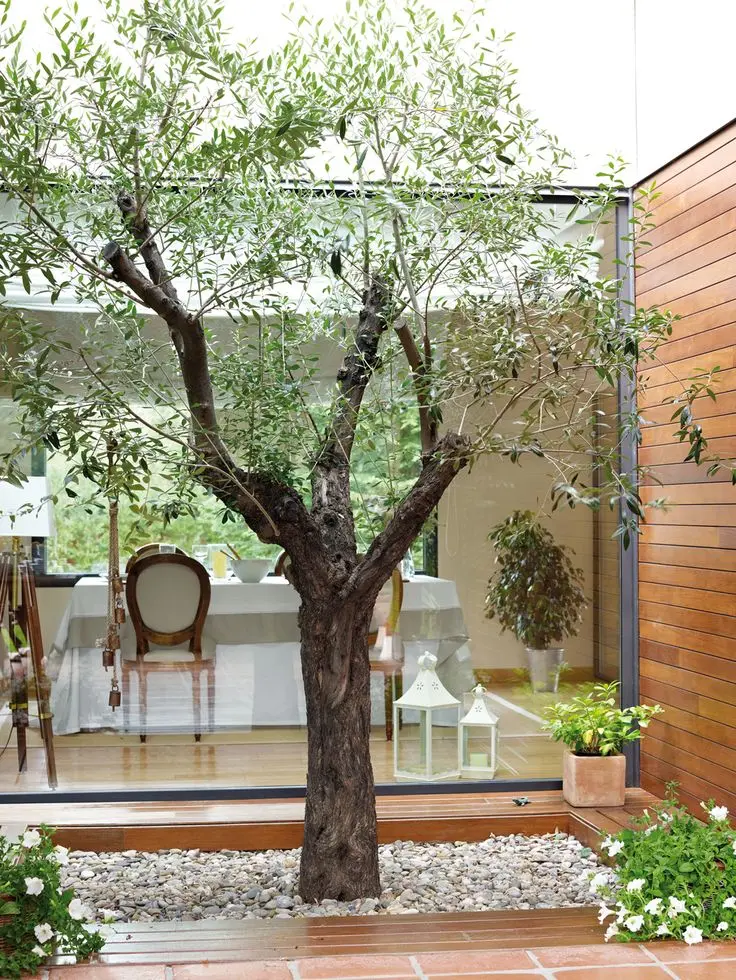 decoracion de patios con arboles - Qué puedo hacer en el patio de mi casa