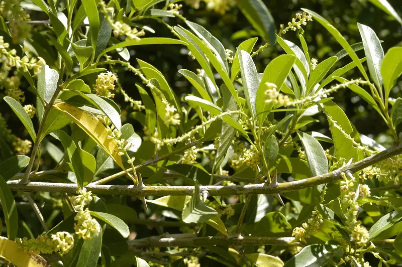 El Tarumá: Un Árbol con Propiedades Medicinales - Qué remedio es tarumá taruma arbol - Qué remedio es tarumá