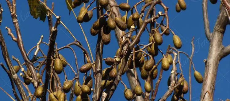 arbol de cedro amargo - Qué sabor tiene la madera de cedro