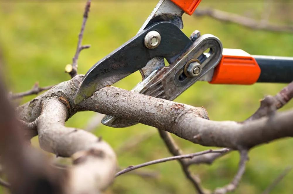 Residuos de Poda de Árboles: Una Segunda Vida para el Verde - Qué se hace con los residuos de la poda residuos de poda de arboles - Qué se hace con los residuos de la poda