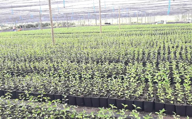 Cómo Hacer un Vivero de Árboles Frutales: Guía Completa para el Éxito - Qué se necesita para crear un vivero como hacer un vivero de arboles frutales - Qué se necesita para crear un vivero