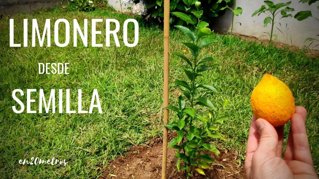 como hacer producir un arbol de limon - Qué se necesita para producir limón