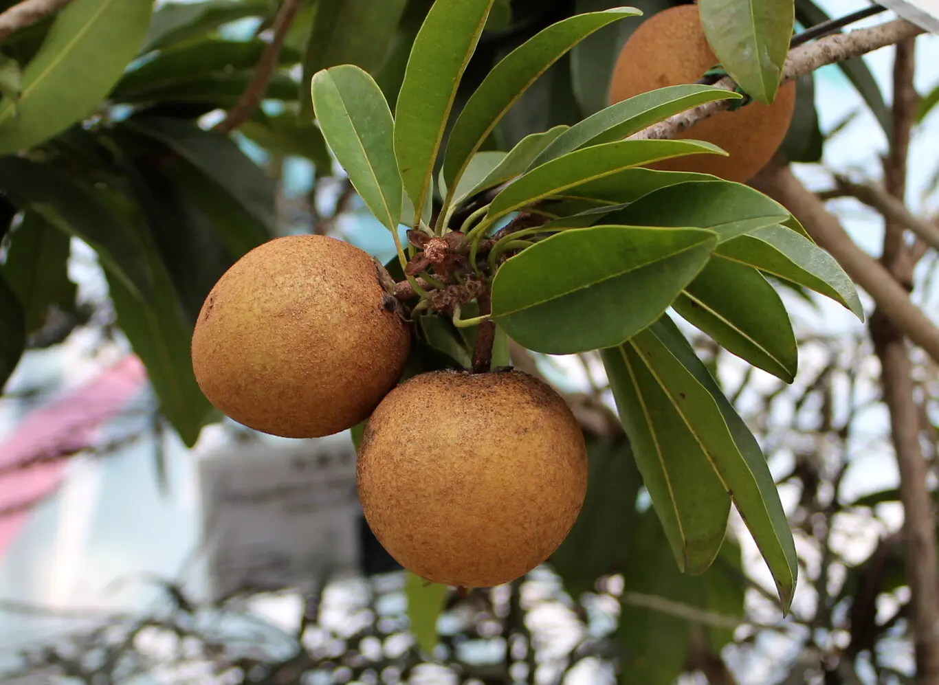 Chicozapote: Un Árbol de Múltiples Beneficios - Qué se obtiene del árbol chicozapote chicozapote arbol - Qué se obtiene del árbol chicozapote