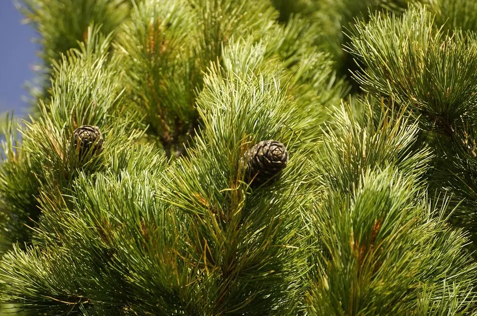 Madera de Cedro: Propiedades, Usos y Beneficios - Qué se obtiene del árbol de cedro arbol de cedro para que sirve - Qué se obtiene del árbol de cedro