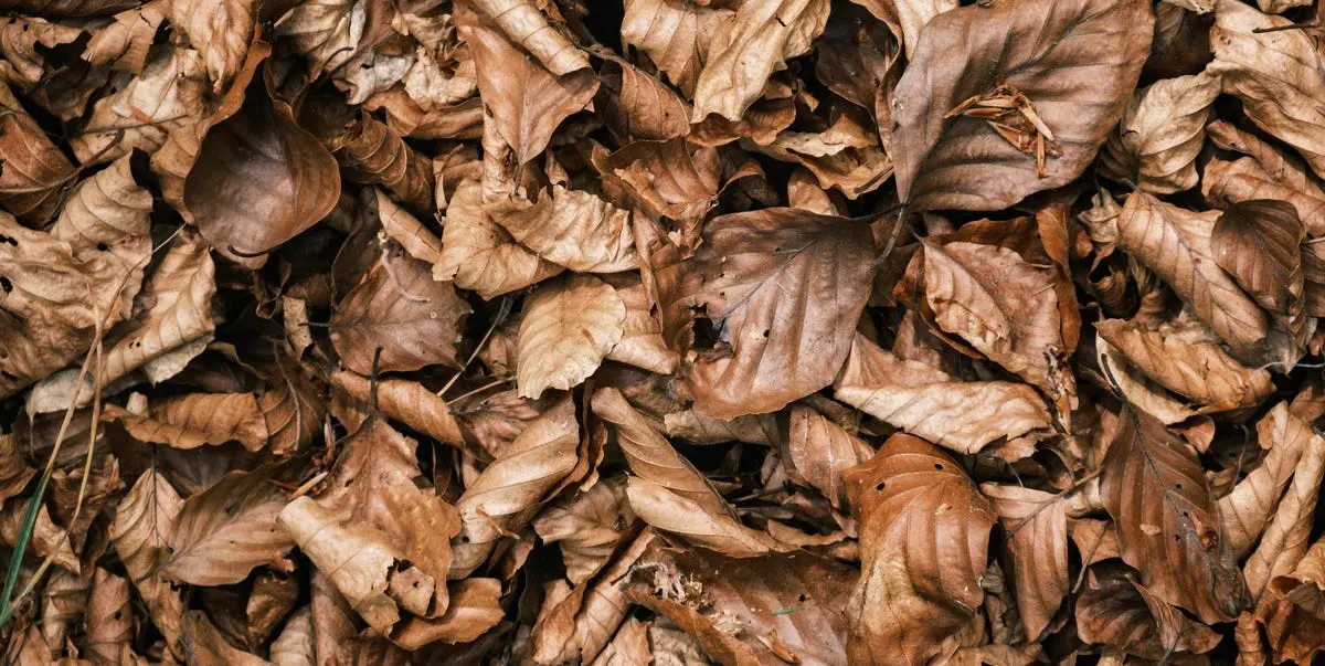 actividades con hojas de arboles - Qué se puede hacer con hojas