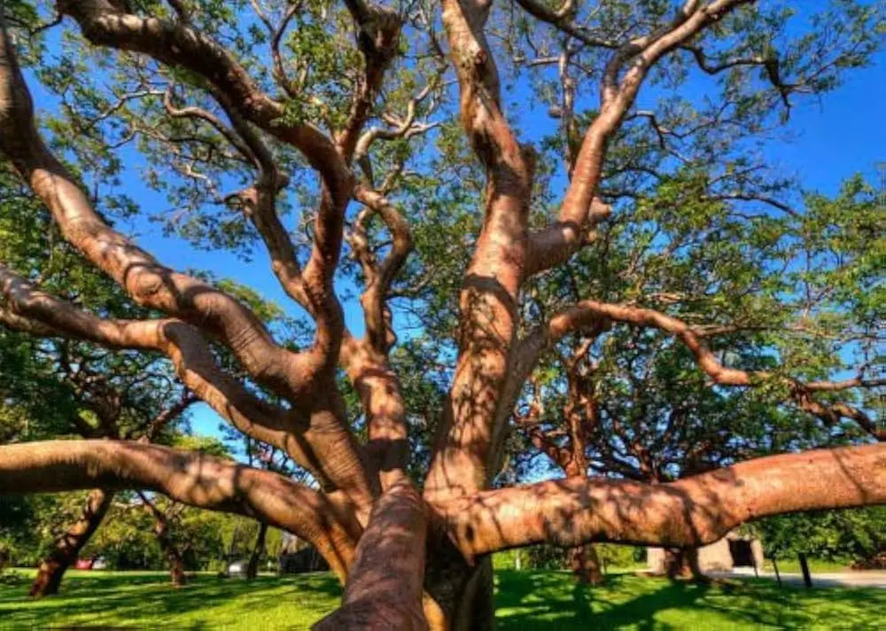 Descifrando el Acertijo: Árboles Silvestres en Crucigramas - Qué significa col en crucigrama arbol silvestre aquifoliaceo de madera flexible y dura crucigrama - Qué significa col en crucigrama