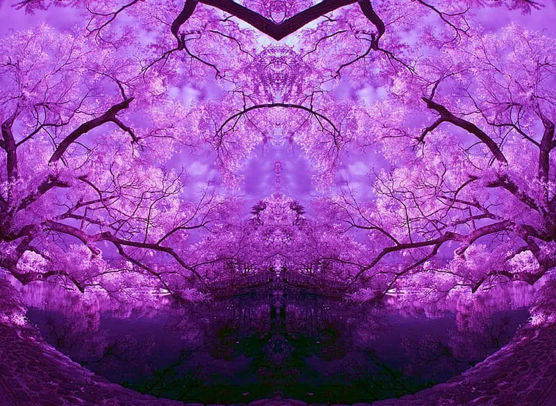 El color morado en los árboles: ¿Qué significa y por qué aparece? - Qué significa el color morado en los árboles fondo arboles morados - Qué significa el color morado en los árboles