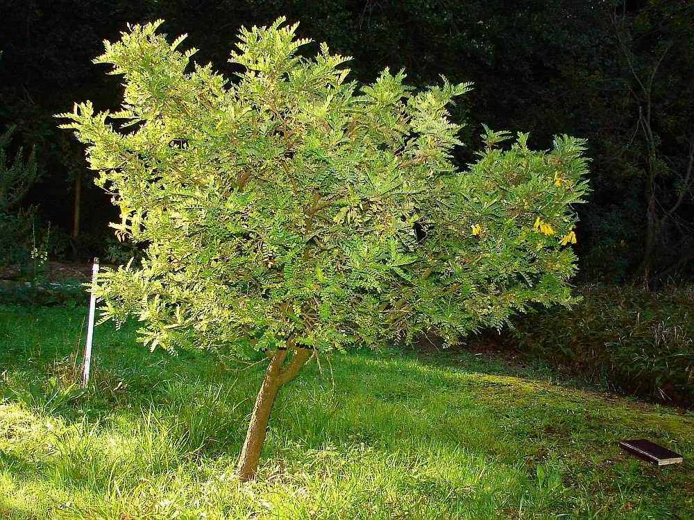 toromiro arbol - Qué significa el toromiro