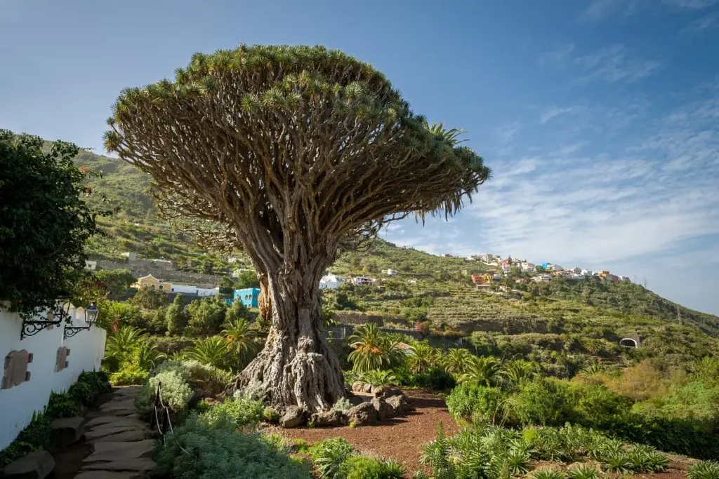 El Árbol Nacional de España: La Encina, Un Símbolo de Resistencia y Tradición - Qué significa encina en España arbol nacional de españa - Qué significa encina en España
