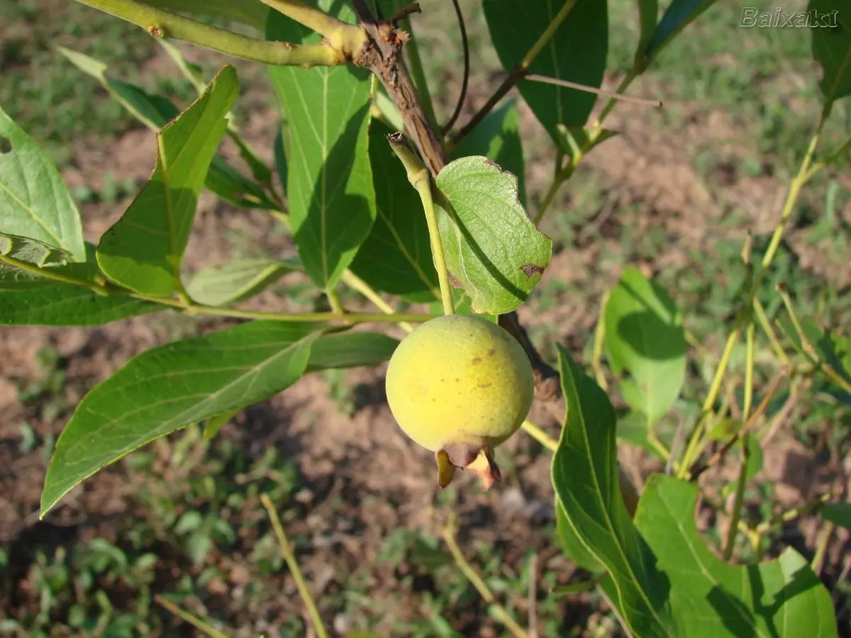 Guabiroba: El Árbol Frutal con Propiedades Medicinales - Qué significa guavirami guabiroba arbol - Qué significa guavirami