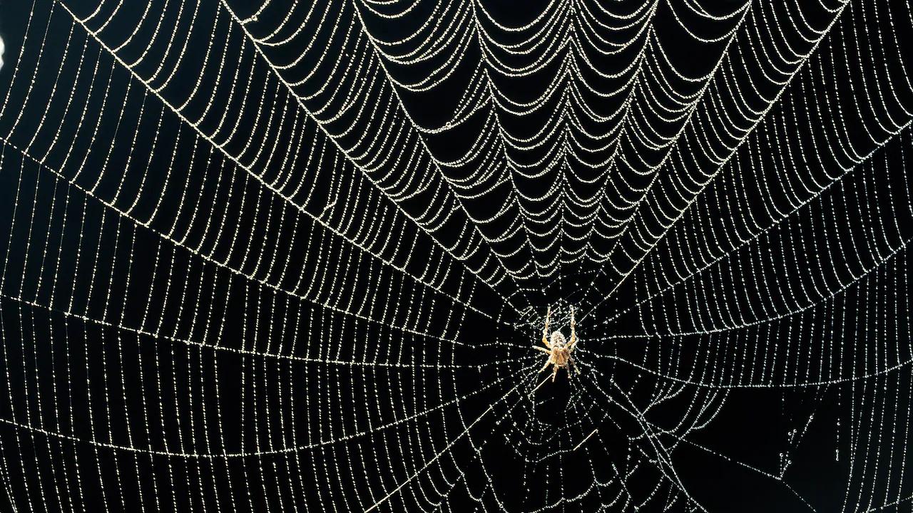 Telarañas en los árboles: Causas, prevención y control - Qué significa que haya muchas telarañas arboles llenos de telarañas - Qué significa que haya muchas telarañas