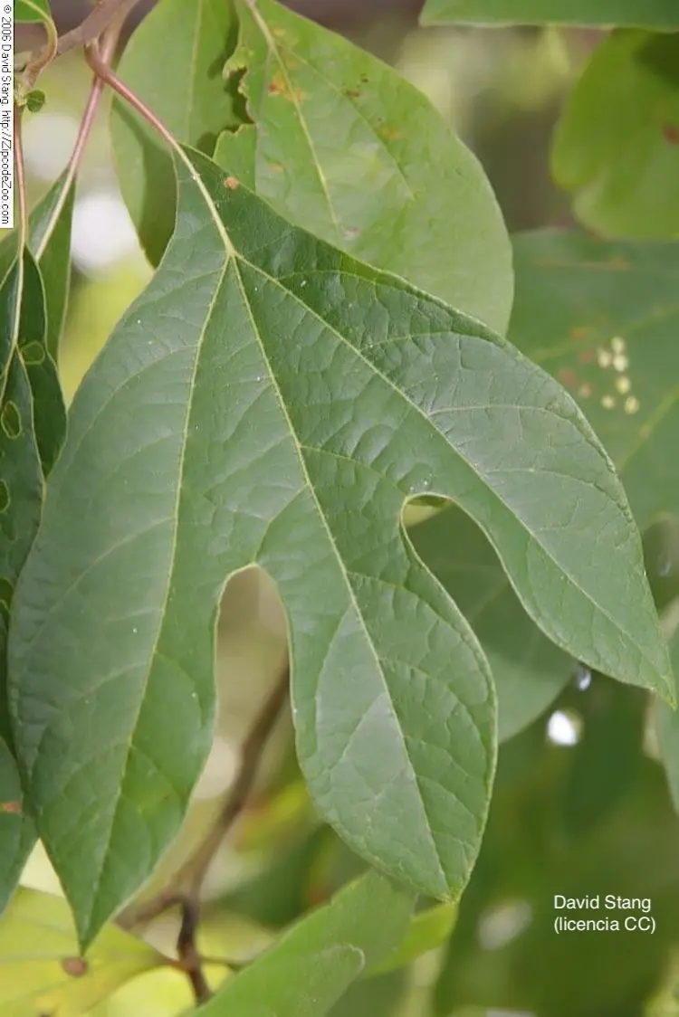 Sassafras: Un árbol con múltiples usos y un pasado controvertido - Qué significa sasafrás arbol de sasafras - Qué significa sasafrás