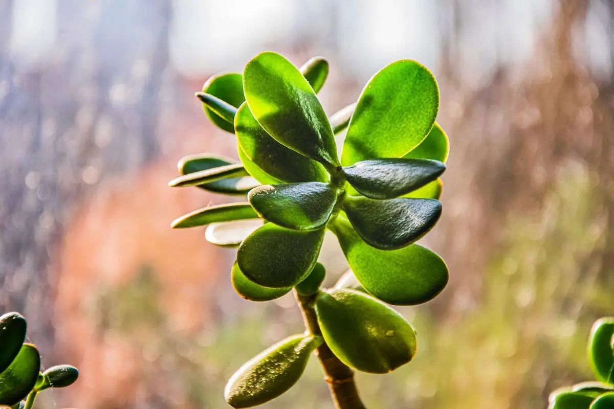 El árbol de jade: Guía completa para atraer la abundancia y cuidarlo en casa - Qué significa tener un árbol de jade en casa arbol de jade en interior - Qué significa tener un árbol de jade en casa