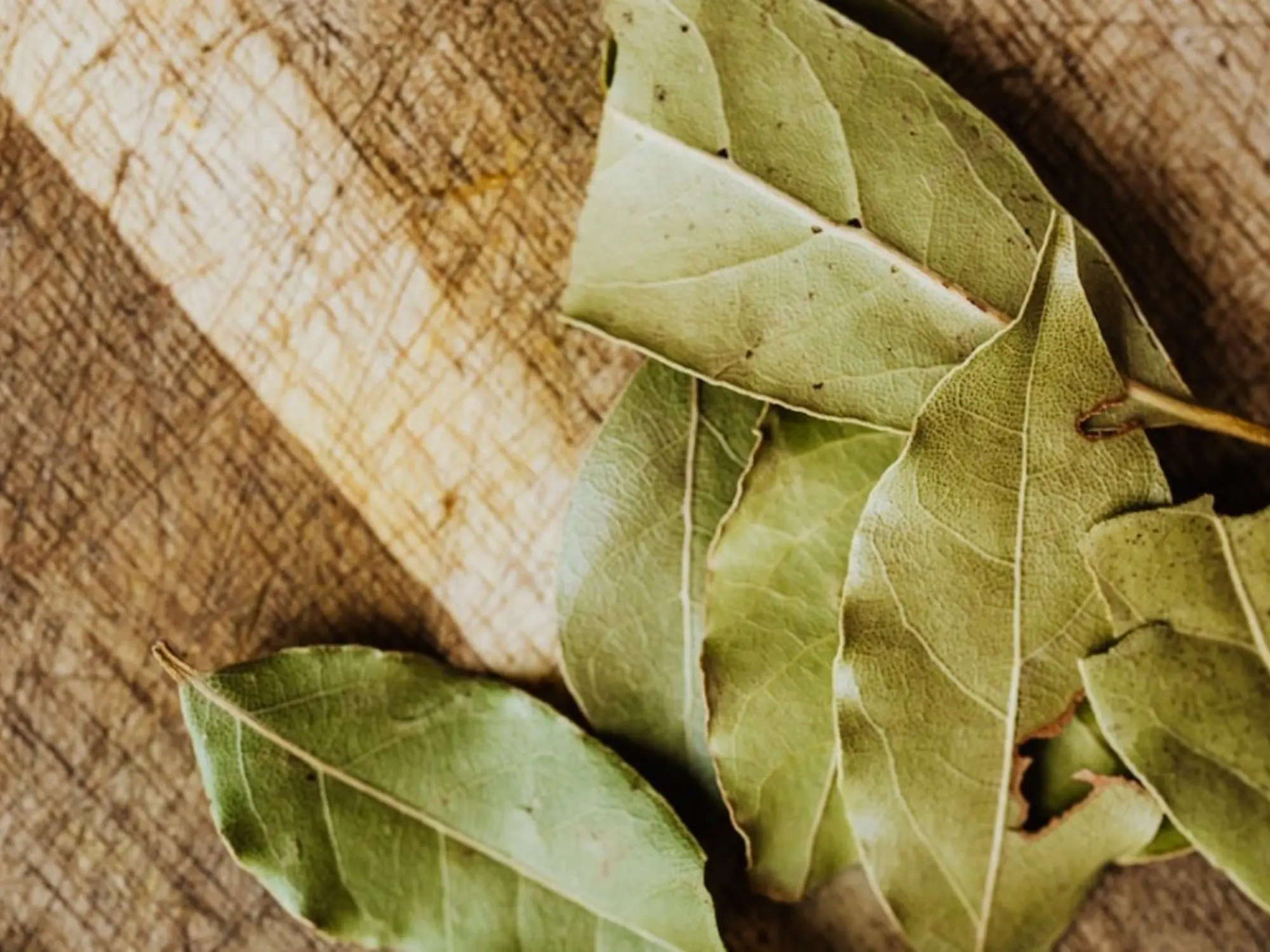 El Laurel de Jardín: Cultivo, Beneficios y Significado - Qué significa tener un árbol de laurel en la casa arbol de laurel de jardin - Qué significa tener un árbol de laurel en la casa
