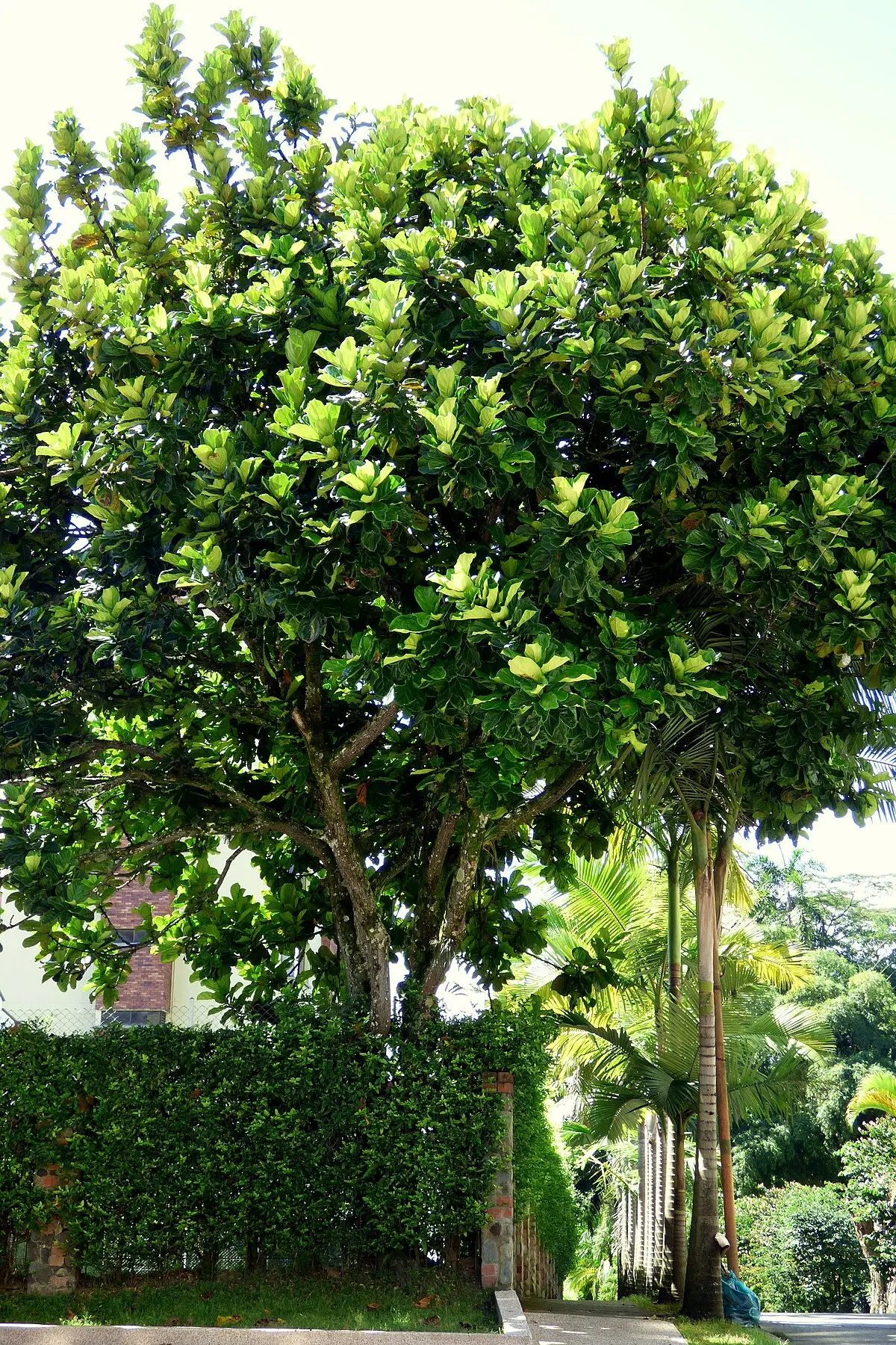 El Árbol Ficus: Un Símbolo de Vida y Resiliencia - Qué significado tiene el árbol ficus arbol fisco - Qué significado tiene el árbol ficus