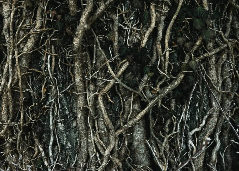 Raíces Aéreas: Un Fenómeno Fascinante del Mundo Vegetal - Qué significan las raíces aéreas arbol con raices aereas - Qué significan las raíces aéreas